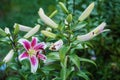 beautiful blooming two-tone dark pink lilies and green leaves in the garden in April. Stargazer Lily Royalty Free Stock Photo