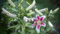 beautiful blooming two-tone dark pink lilies and green leaves in the garden in April. Stargazer Lily Royalty Free Stock Photo