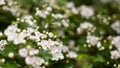 Beautiful blooming Vanhoutte Spirea, Small white flowers in sumptuous clusters. Tree with White Little Blossoms, bright nature