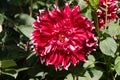 Beautiful blooming velvet petals dahlia