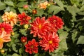 Beautiful blooming velvet petals dahlia