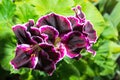 beautiful blooming velvet purple geranium flower with green leaves. Royal Pelargonium Elegance Imperial