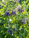 Beautiful blooming violet comfrey flowers - Symphytum officinale - in homemade garden.