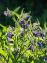 Beautiful blooming violet comfrey flowers - Symphytum officinale - in homemade garden.