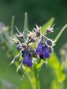 Beautiful blooming violet comfrey flowers - Symphytum officinale - in homemade garden.