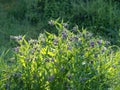 Beautiful blooming violet comfrey flowers - Symphytum officinale - in homemade garden.