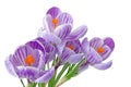 Beautiful blooming violet Crocuses Magnoliopsida isolated on white background, including clipping path