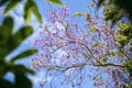 Beautiful blooming violet flower branches of Jacaranda.  Summer in Thailand Royalty Free Stock Photo