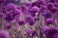 Allium Giganteum, head of purple flower, giant ornamental onion in garden. Royalty Free Stock Photo