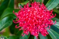 Beautiful blooming Waratah or Telopea - australian endemic species Royalty Free Stock Photo