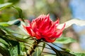 Beautiful blooming Waratah or Telopea - australian endemic species Royalty Free Stock Photo