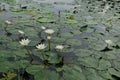 Beautiful blooming water flowers on pond. Royalty Free Stock Photo
