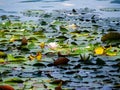 Beautiful blooming water lily, close up view, on the water of Lake Bled in Slovenia Royalty Free Stock Photo