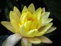 Beautiful blooming water lily or lotus flower. Royalty Free Stock Photo