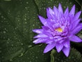 Beautiful blooming water lily or lotus flower. Royalty Free Stock Photo