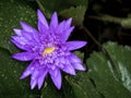 Beautiful blooming water lily or lotus flower. Royalty Free Stock Photo