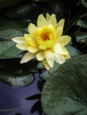 Beautiful blooming water lily or lotus flower. Royalty Free Stock Photo