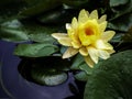 Beautiful blooming water lily or lotus flower. Royalty Free Stock Photo