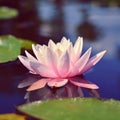 Beautiful blooming water lily plant. Colorful nature background for massage, spa and relaxation. Nymphaea