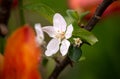 Beautiful Blooming white apple tree flower with red tulip in spring garden Royalty Free Stock Photo