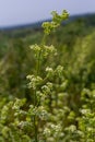 Beautiful blooming white bedstraw in June, galium album