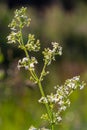 Beautiful blooming white bedstraw in June, galium album