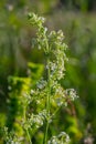 Beautiful blooming white bedstraw in June, galium album