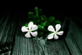Beautiful blooming white catharanthus roseus flower on black background Royalty Free Stock Photo