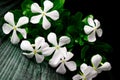 Beautiful blooming white catharanthus roseus flower on black background Royalty Free Stock Photo