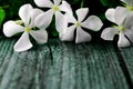 Beautiful blooming white catharanthus roseus flower on black background Royalty Free Stock Photo
