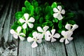 Beautiful blooming white catharanthus roseus flower on black background Royalty Free Stock Photo
