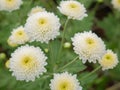 Beautiful blooming white chrysanthemum flowers with green leaves in the garden Royalty Free Stock Photo