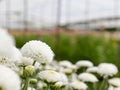 Beautiful blooming white chrysanthemum flowers