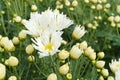 Close up beautiful blooming chrysanthemum flowers with green leaves in the garden Royalty Free Stock Photo