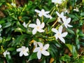The beautiful blooming white crepe jasmine Royalty Free Stock Photo