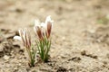 Blooming white crocus flowers in garden Royalty Free Stock Photo