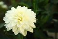 Beautiful blooming white dahlia flower in garden, closeup Royalty Free Stock Photo