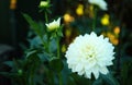 Beautiful blooming white dahlia flower in green garden Royalty Free Stock Photo