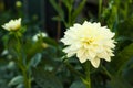 Beautiful blooming white dahlia flower in green garden Royalty Free Stock Photo