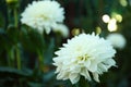 Beautiful blooming white dahlia flower in green garden Royalty Free Stock Photo