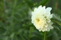 Beautiful blooming white dahlia flower in green garden Royalty Free Stock Photo