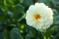 Beautiful blooming white dahlia flower in green garden, closeup Royalty Free Stock Photo