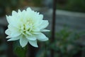 Beautiful blooming white dahlia flower in green garden, space for text Royalty Free Stock Photo