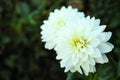 Beautiful blooming white dahlia flowers in garden, closeup Royalty Free Stock Photo