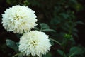 Beautiful blooming white dahlia flowers in green garden Royalty Free Stock Photo