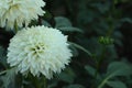 Beautiful blooming white dahlia flowers in green garden Royalty Free Stock Photo