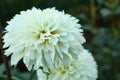 Beautiful blooming white dahlia flowers in green garden, closeup Royalty Free Stock Photo