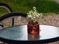 Beautiful blooming White Daisy flowers in a glass jar