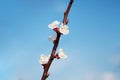 Beautiful blooming white flowers on branch of apricot tree in spring season Royalty Free Stock Photo