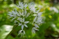 Beautiful blooming white flowers of ramson - wild garlic Allium ursinum plant in homemade garden. Close-up. Organic farming, Royalty Free Stock Photo